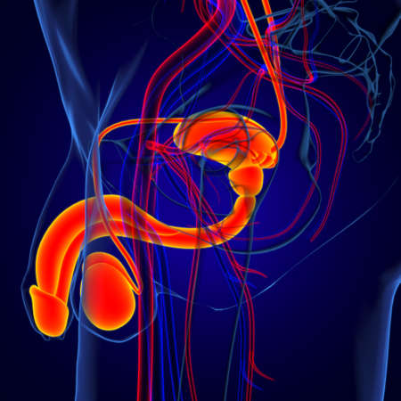 Male Reproductive Issues