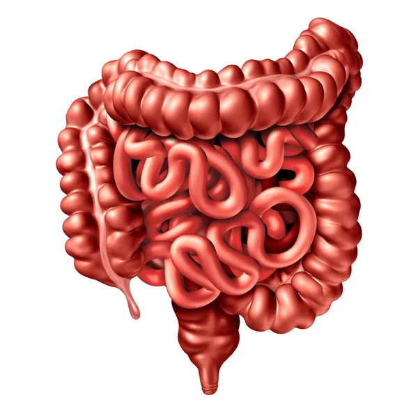 Small Intestine