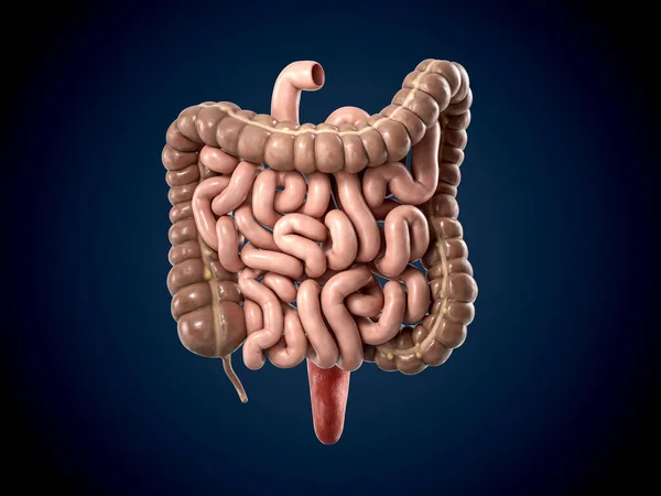 Large Intestine
