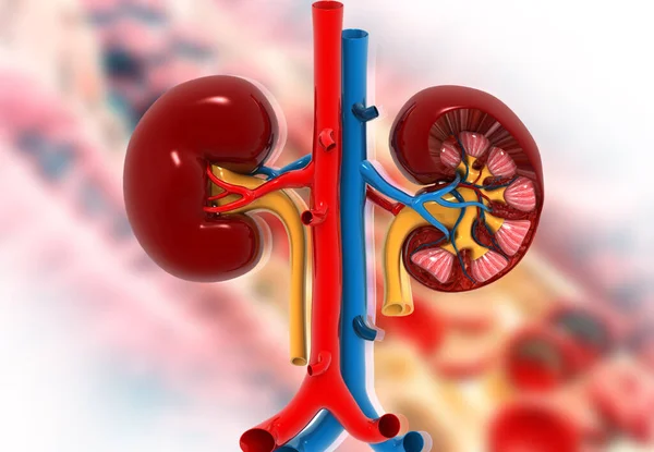 Kidney